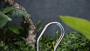 A pool area with a metal handrail, surrounded by lush greenery and a dark wall. - Front One Inn Kediri (Ngasem)