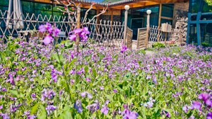 A building with a wooden fence, a pergola, and a garden with purple flowers. - Beijing Shiguang Greatwall Boutique Inn (Yanqing)