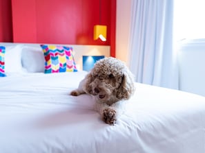 Minibar, decoración personalizada, muebles diferentes y escritorio 