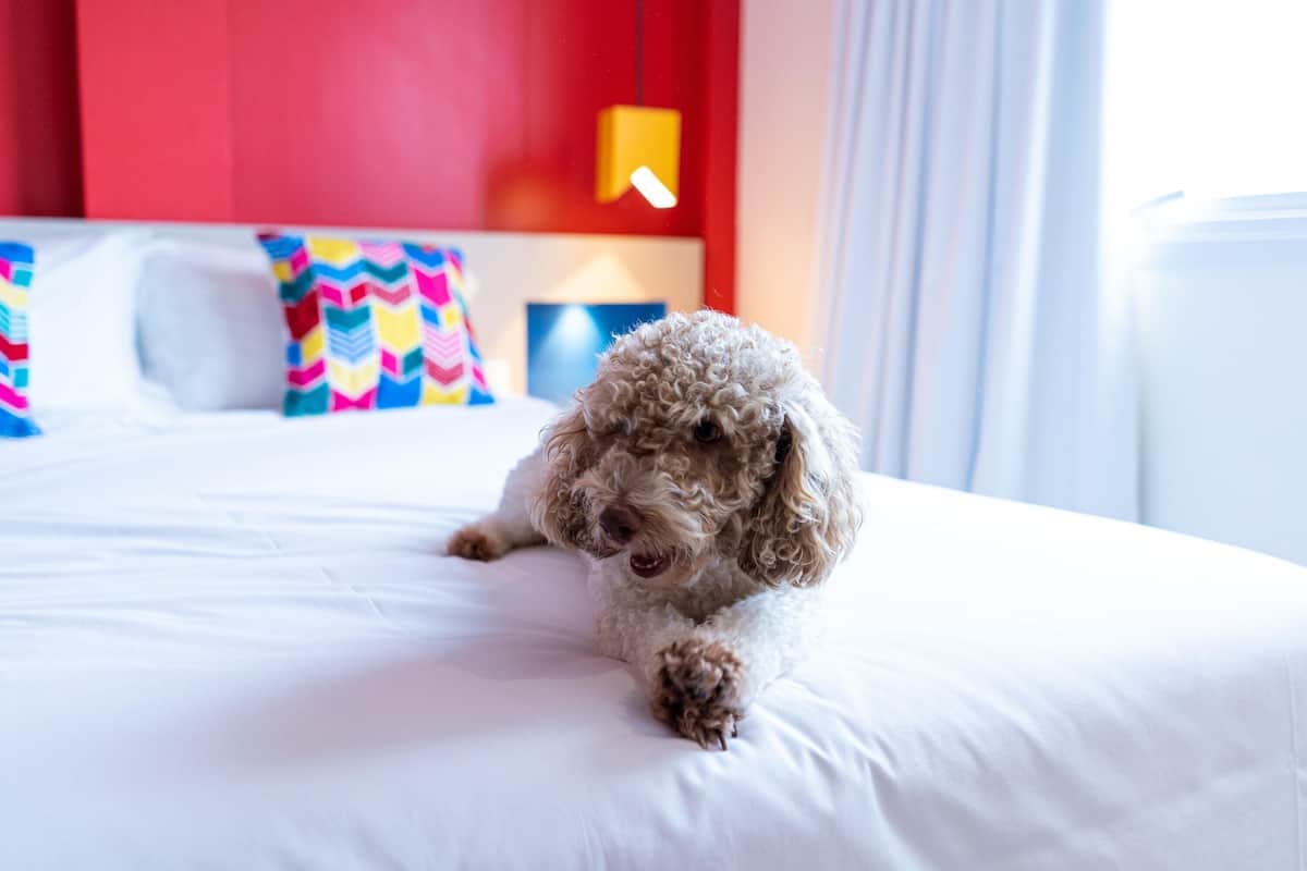 standard apartment, 1 double bed | minibar, individually decorated, individually furnished, desk