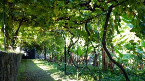 A pathway lined with grapevines and a stone wall.