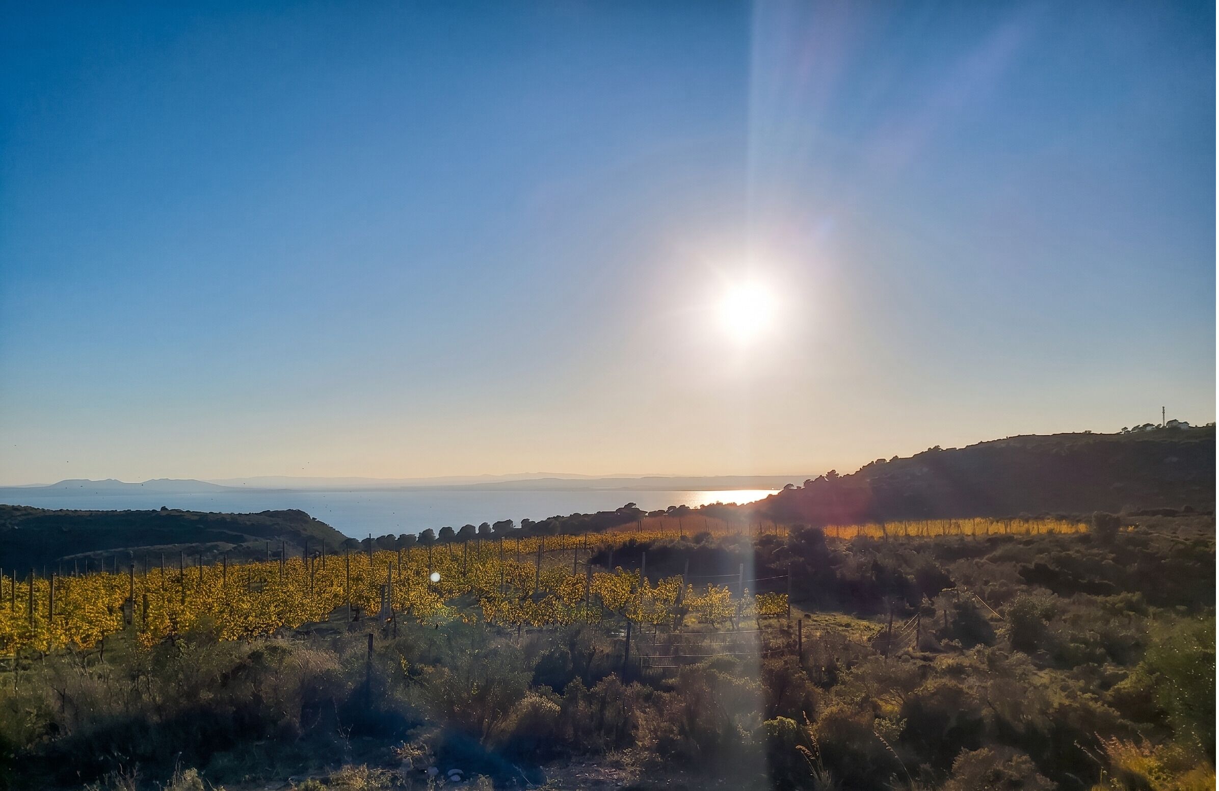 Un vignoble avec des rangées de vignes et un ciel dégagé.