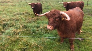 A grassy field with three brown cattle. - Sanddala Bed & Breakfast (Everöd)