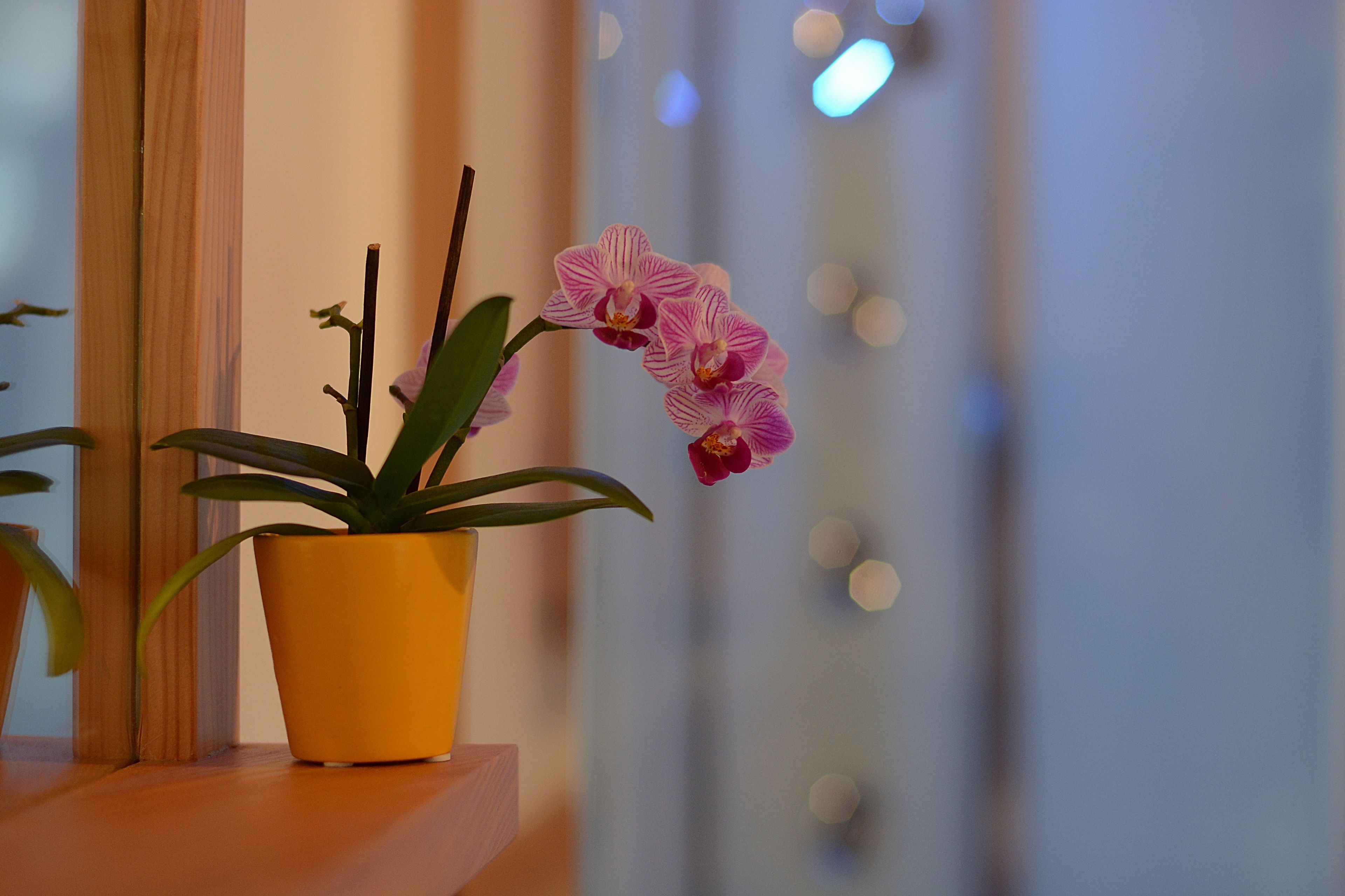 Une orchidée en pot, placée sur une surface en bois, avec un arrière-plan flou composé de lumières.