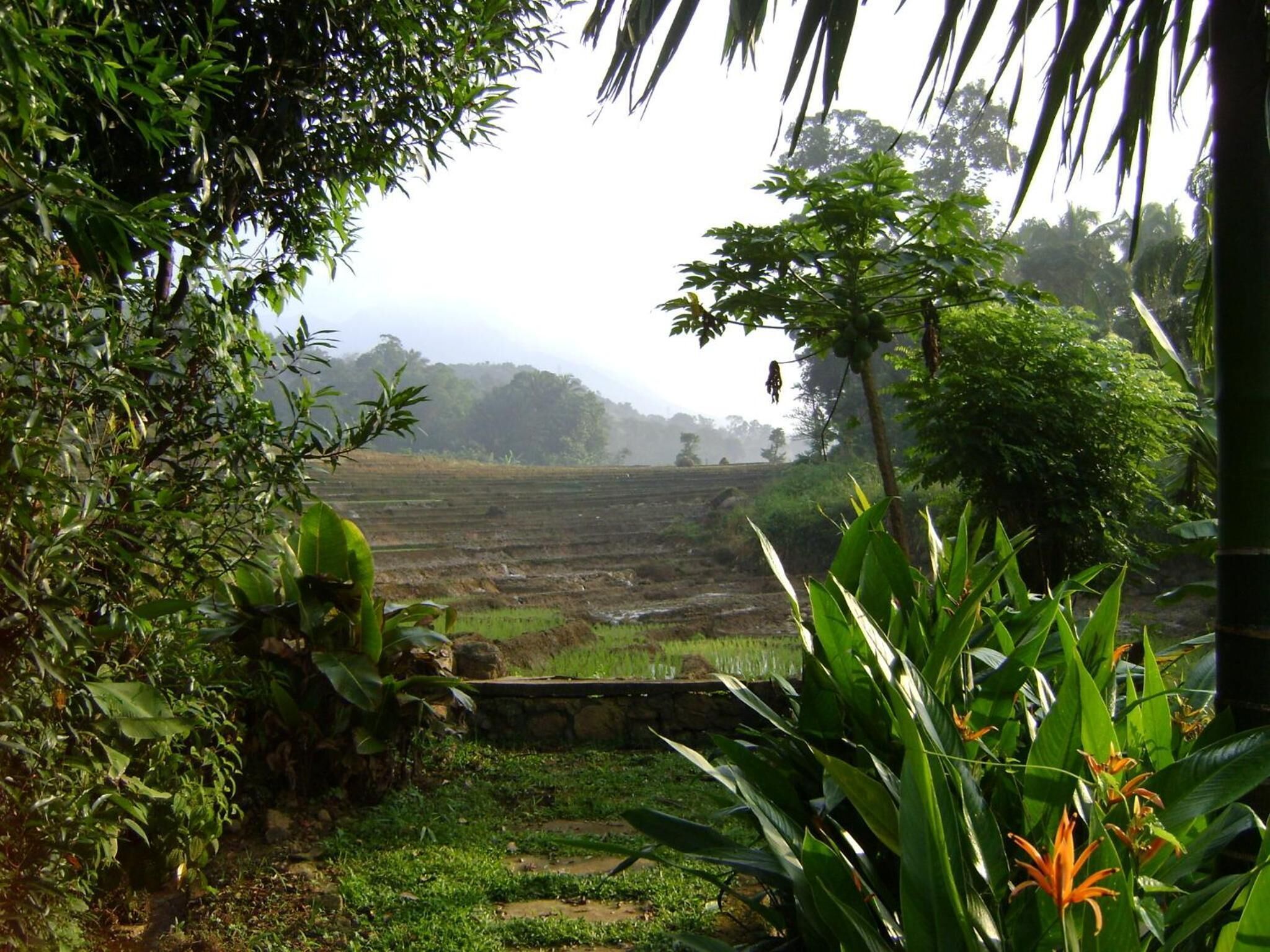 Un exuberante jardín con diversas plantas y un muro de piedra.