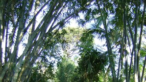 A stone staircase surrounded by bamboo and tropical foliage. - Landa Holiday House (Imbulpe)