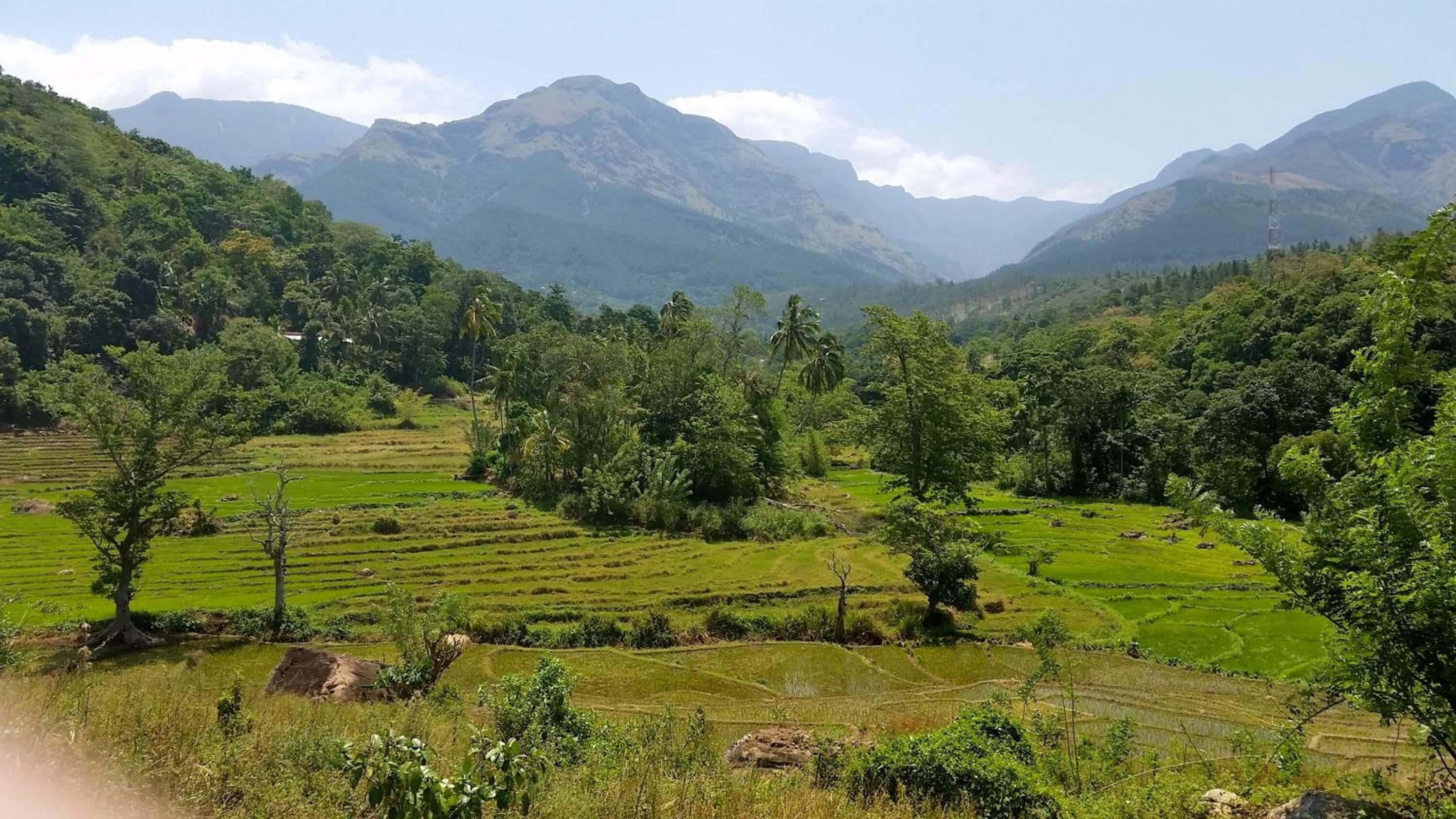 Campos de arroz en terrazas con montañas al fondo.