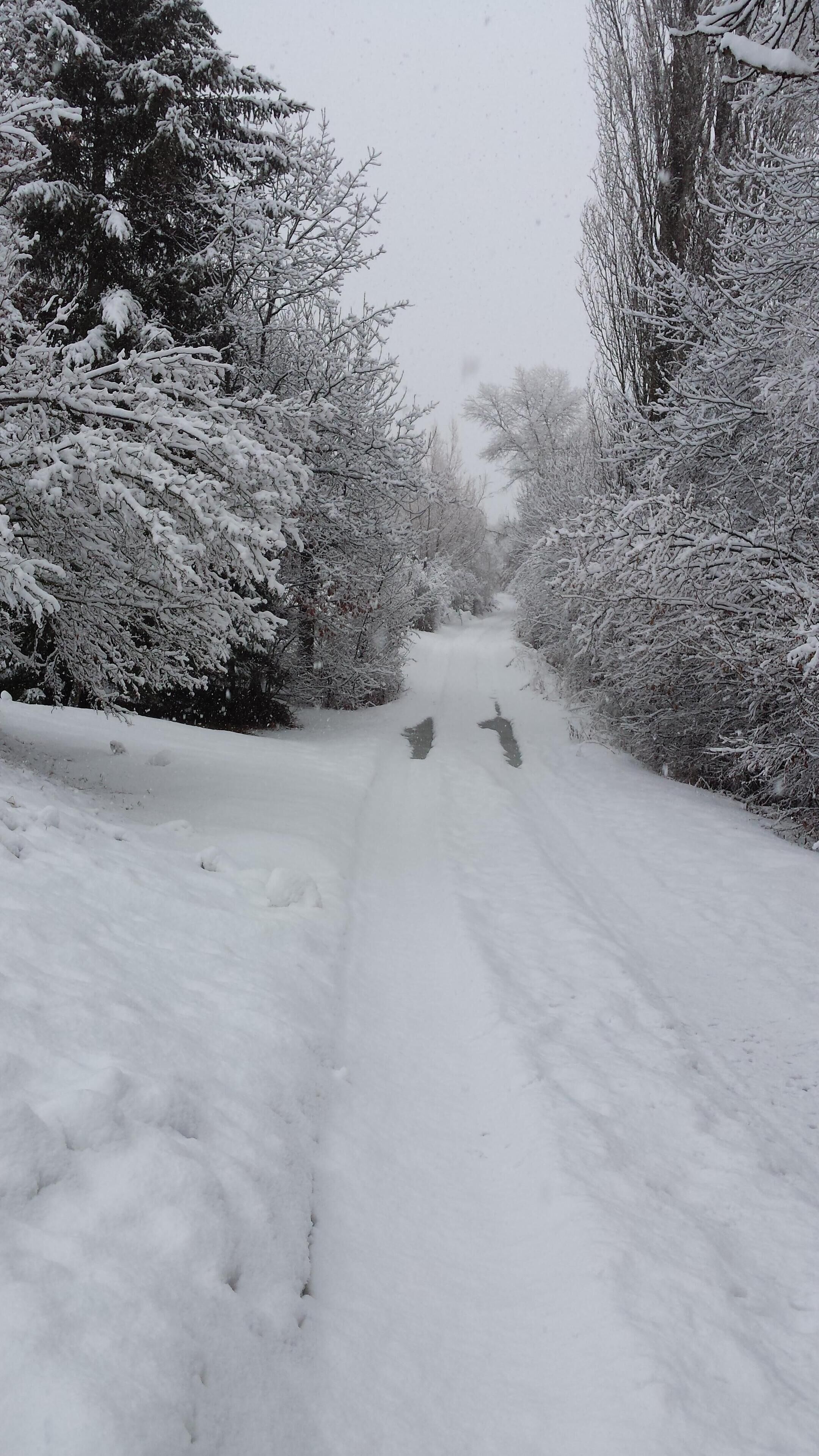 A snow-covered path flanked by trees and bushes.
