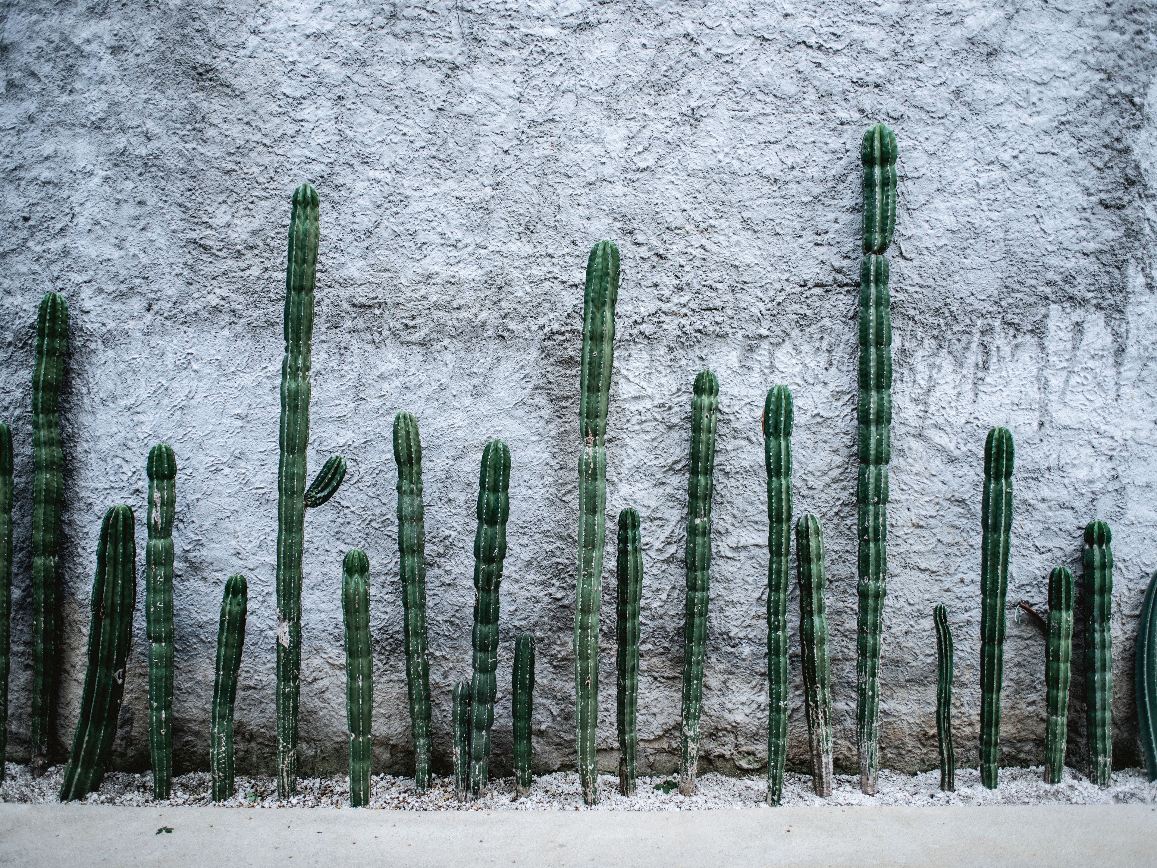 Une rangée de grands cactus verts se dressant devant un mur à la texture particulière.