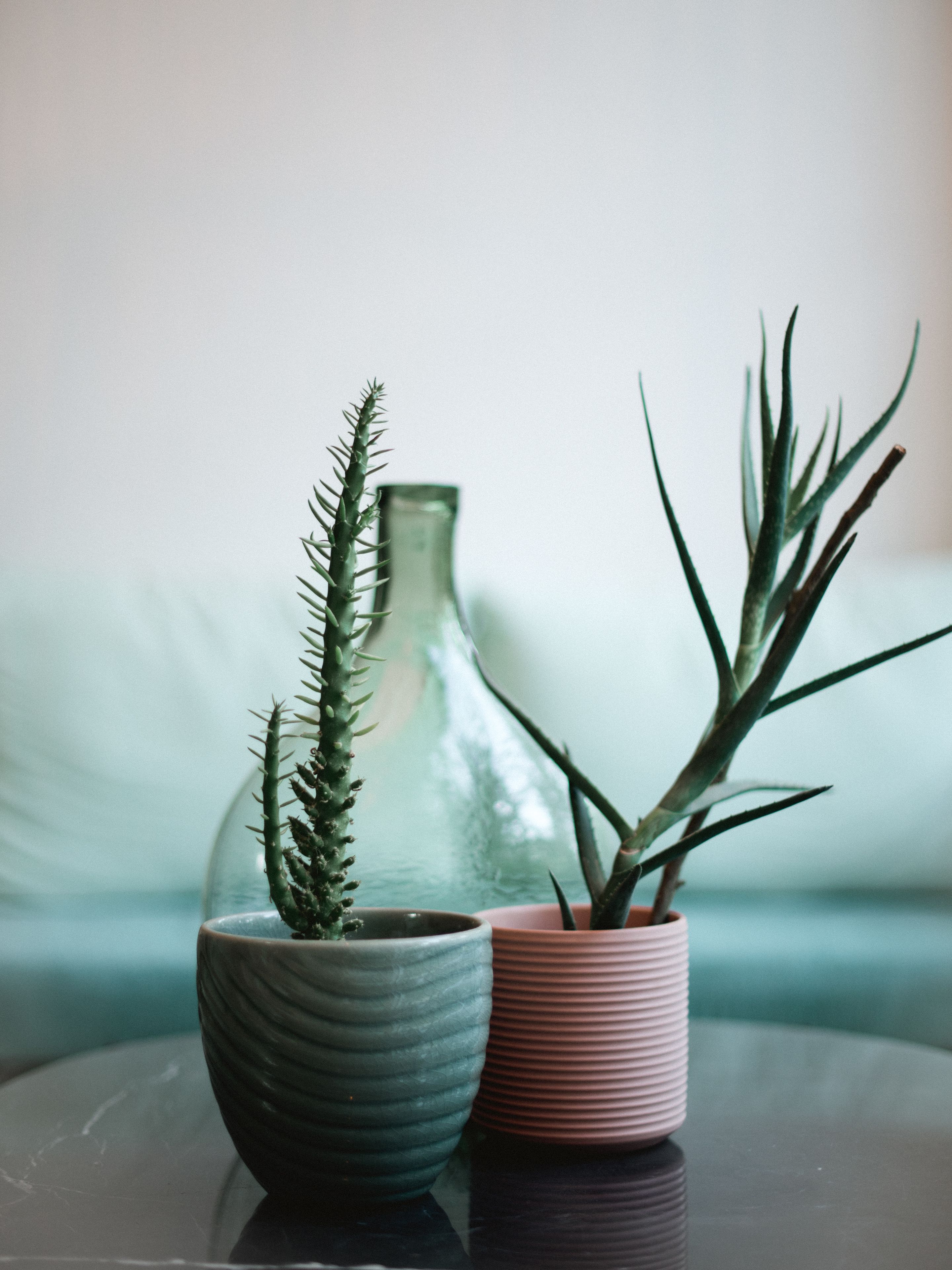 Dos plantas en macetas sobre una mesa de vidrio, con un florero al fondo.