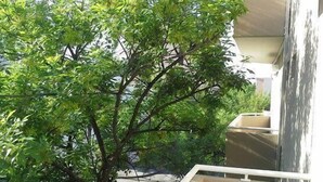 Un árbol frente a un edificio con balcón.