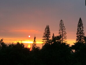 A sunset with the sun partially obscured by trees.
