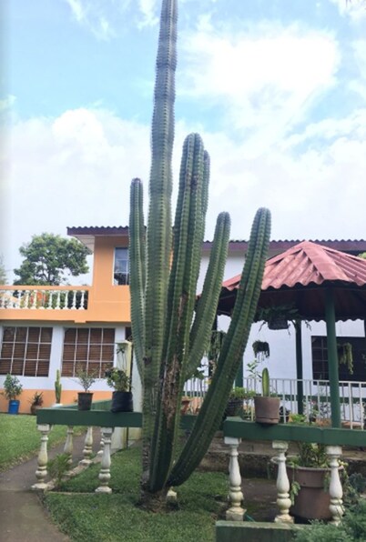 Los Cactus