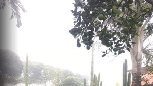Property grounds - Los Cactus (Juayua)