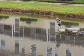 A bird standing on a concrete structure by a calm water body with grassy banks.