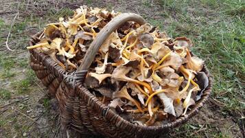 Un panier en osier rempli de champignons séchés.