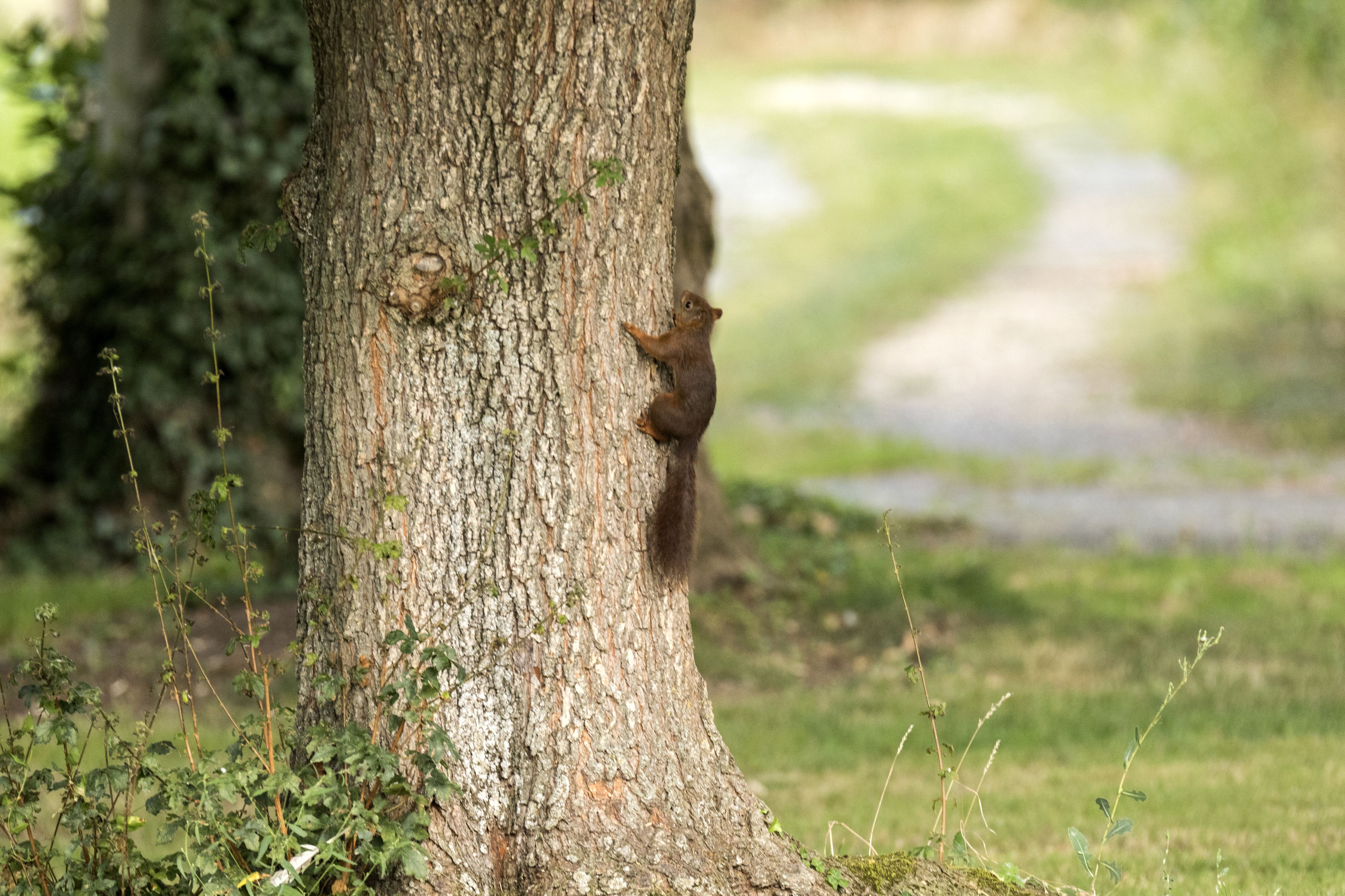 A tree trunk with a squirrel climbing it.