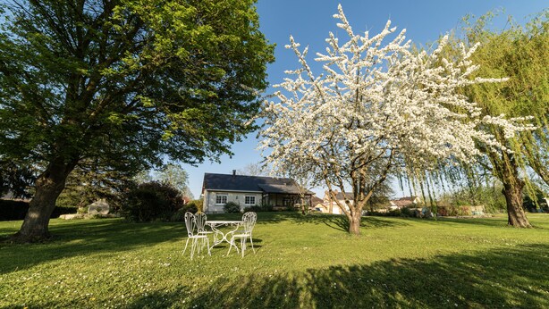 A grassy area with a white metal table and chairs, a large tree with white blossoms, and a house in the background. - Chambres d'hôtes La Planche Pinçon (Teloché)