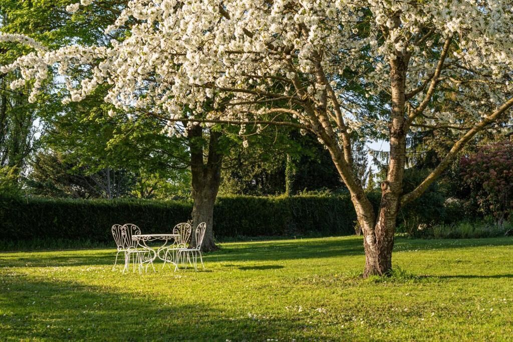 A garden with a table and chairs under a flowering tree.