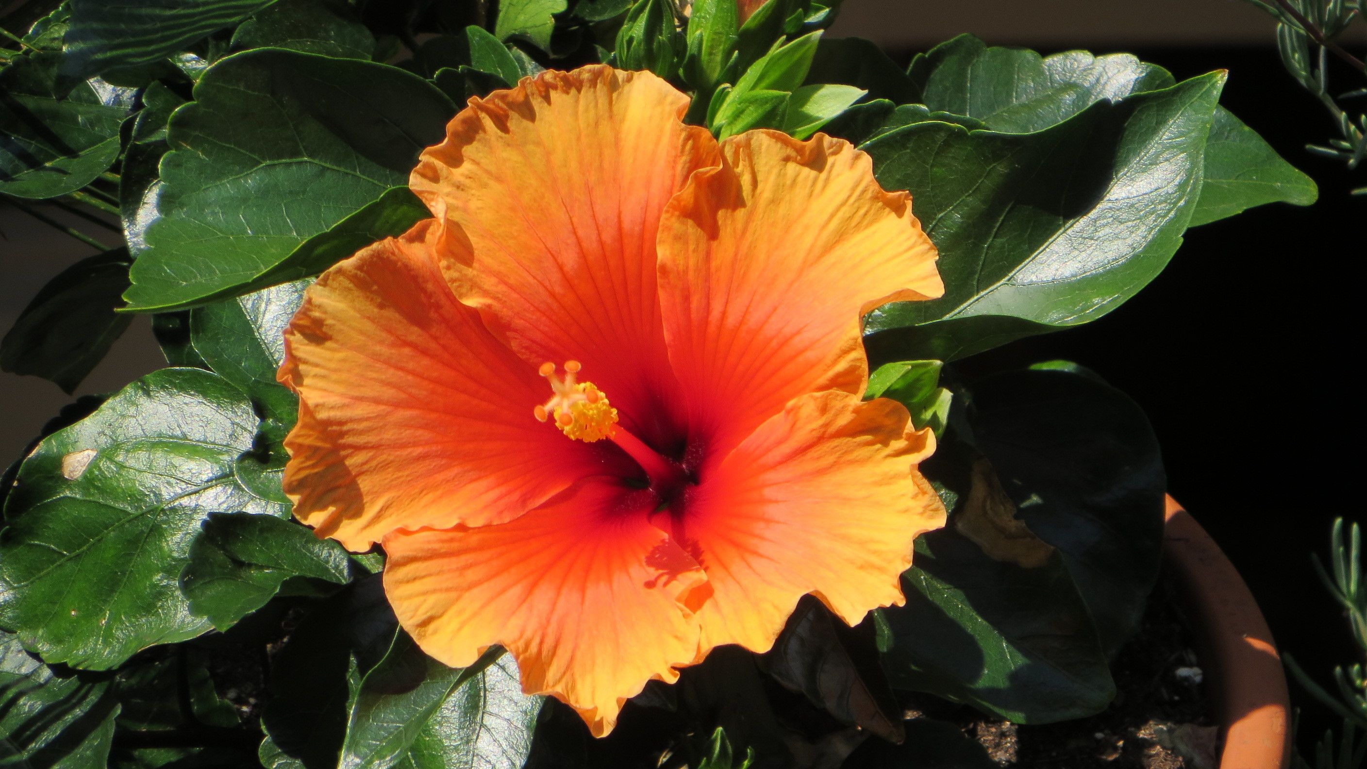 A hibiscus flower with a yellow-orange center and dark red petals, surrounded by green leaves.