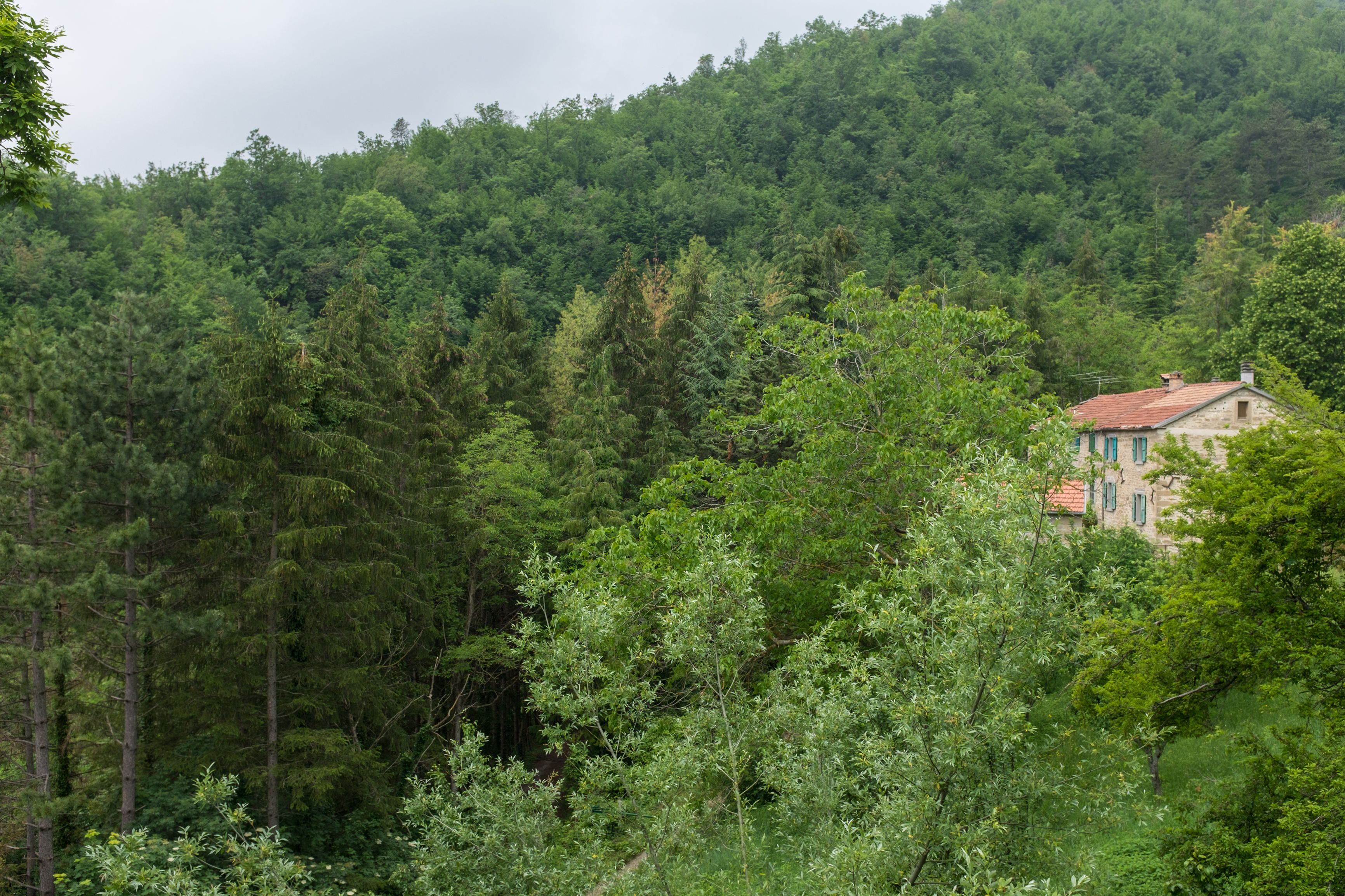 Une maison rustique nichée au cœur d’une forêt dense.