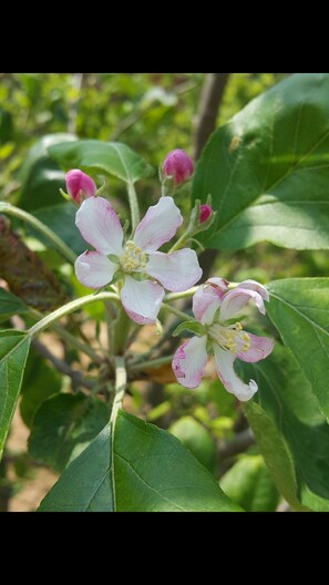 A close-up of a plant with pink and white flowers and green leaves. - Mount Tai Wu Cozy (Jinhu)