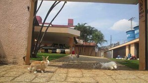 A paved area with two rabbits, a building with a red roof, and a blue water tank in the background. - Pousada Sorocaba (Sorocaba)