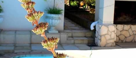 Outdoor pool, pool umbrellas, sun loungers