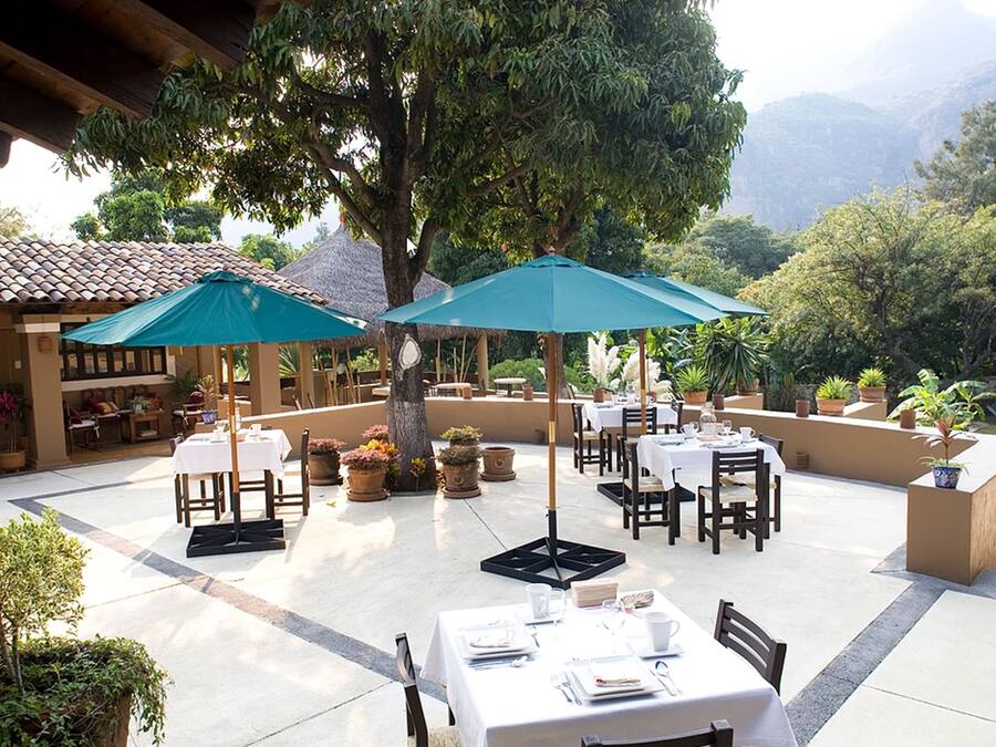 An outdoor dining area with tables and chairs, surrounded by potted plants and a large tree.
