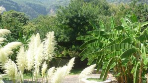 Un exuberante jardín con plantas de plátano y hierbas ornamentales blancas, rodeado de un bosque denso y montañas al fondo.