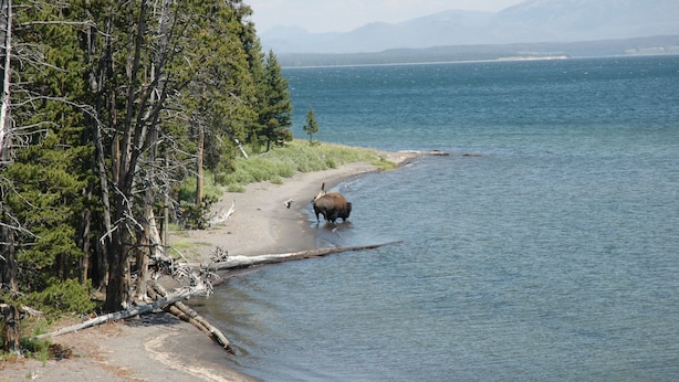 A bison near a lake with a forested shoreline. - Beautiful Driggs Townhome with Views and Hot Tub (Driggs)