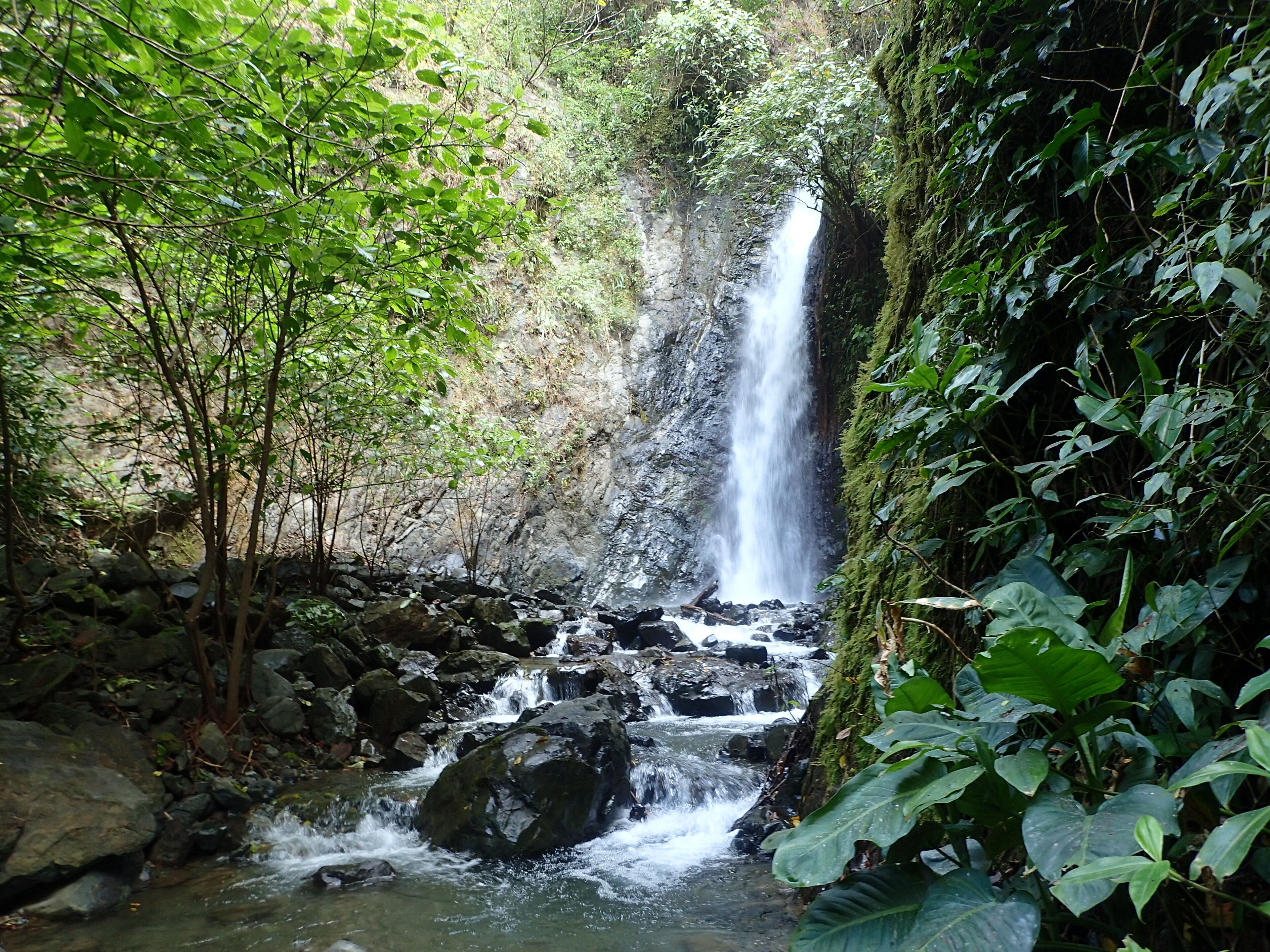 Une cascade au cœur d’une forêt luxuriante et verdoyante.