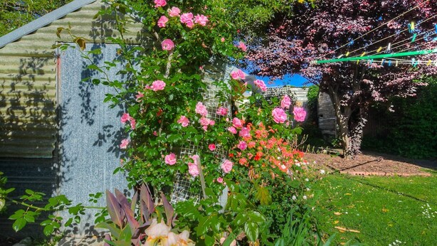 A garden with pink roses, a tree with pink blossoms, and a metal fence. - Traditional historic cottage in a central location. (Port Fairy)