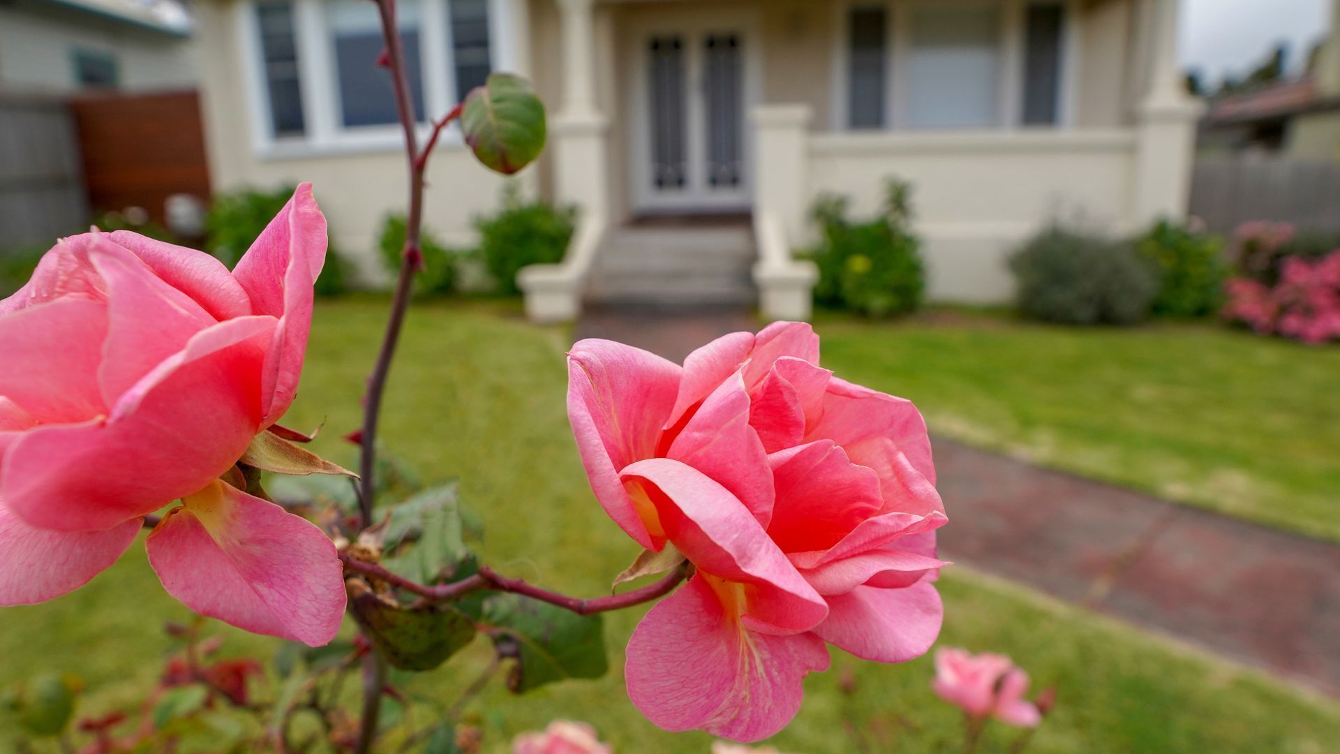 Una casa amb un jardí davanter i dues roses roses al primer pla.