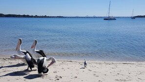 Beach nearby - Lowset home on the canal - Dolphin Dr, Bongaree (BONGAREE)