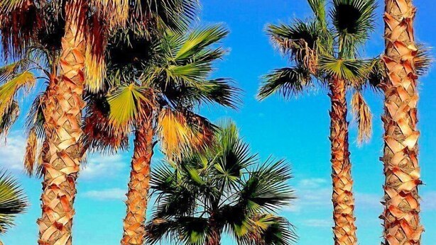 A beach with palm trees and a clear blue sky.