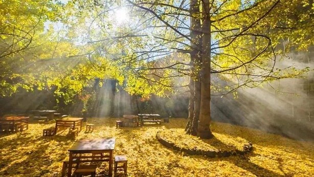 Un espace extérieur rustique, aménagé avec des tables et des bancs en bois sous un grand arbre, le tout entouré de feuilles d’automne.
