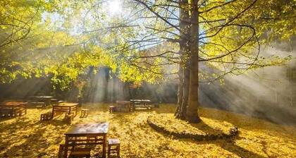 Tengchong Ginkgo Village Bencai Hotel