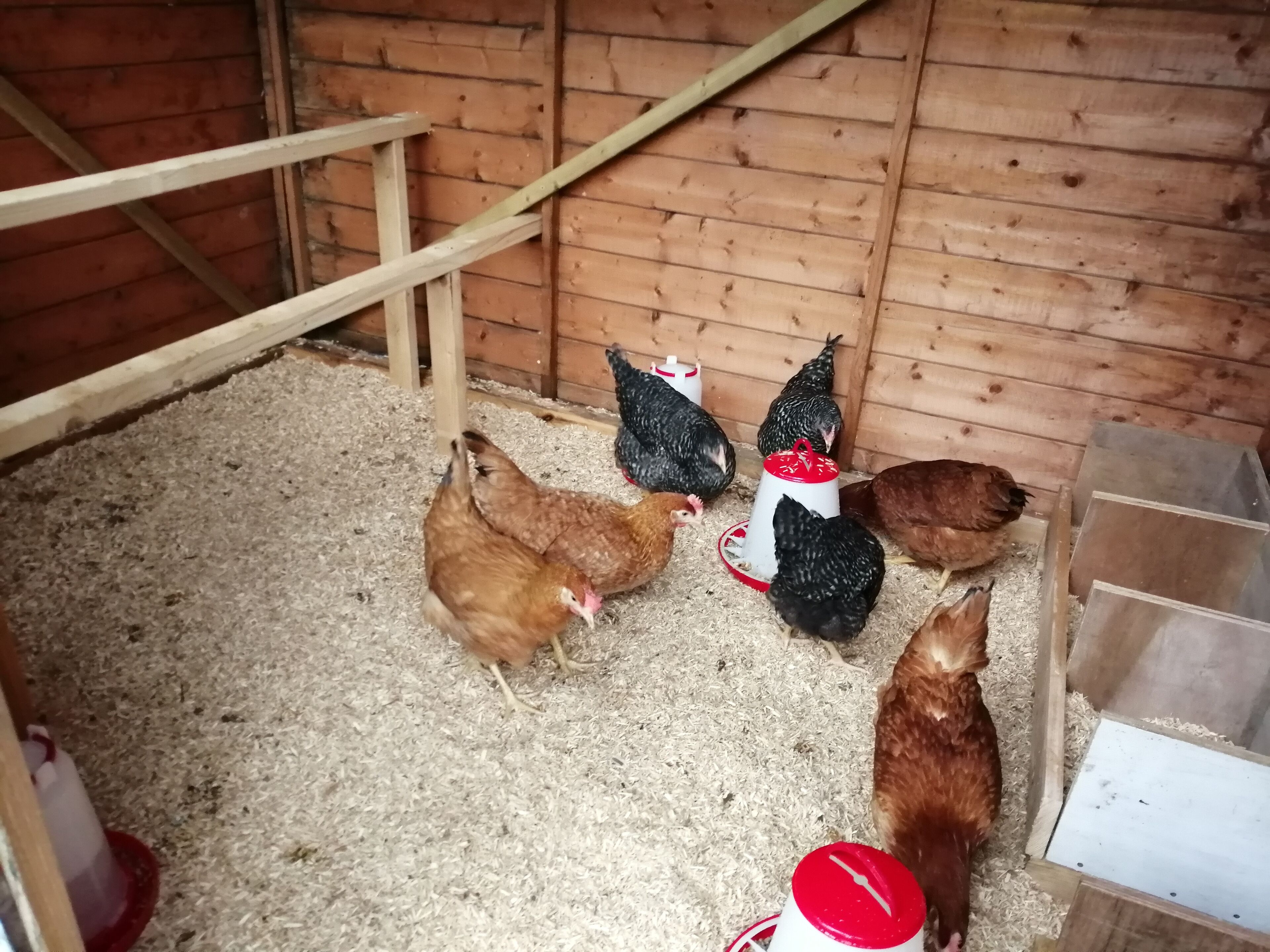 A wooden coop with chickens on the ground.