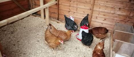 A wooden coop with chickens on the ground.