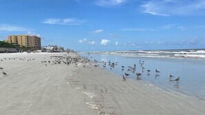 Una playa con numerosos gaviotas, una orilla arenosa y un edificio al fondo.