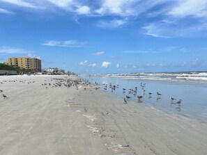 A beach with a large number of seagulls, a sandy shore, and a building in the background.