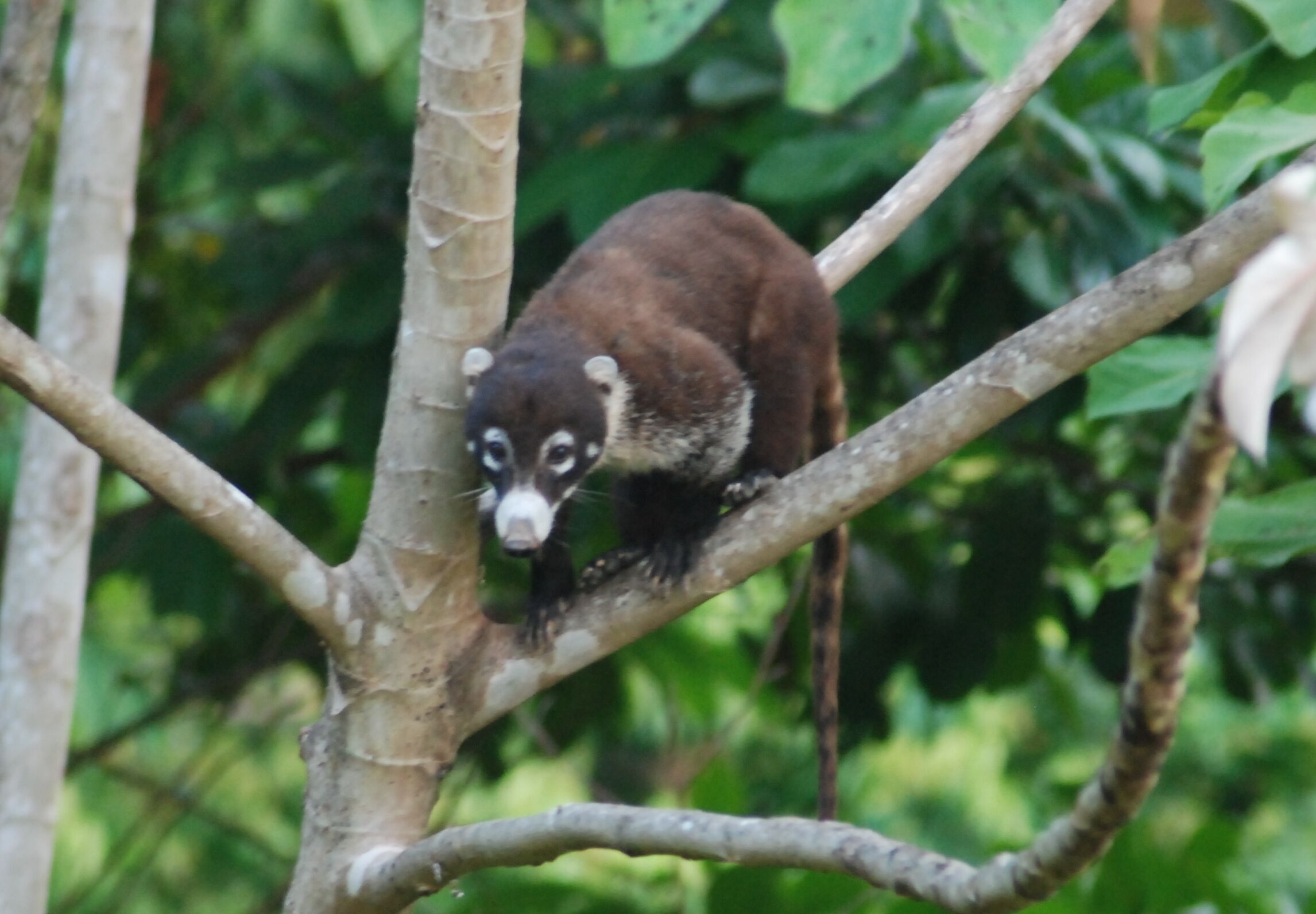 A small mammal with dark fur and distinctive white markings on its face, perched on a tree branch.