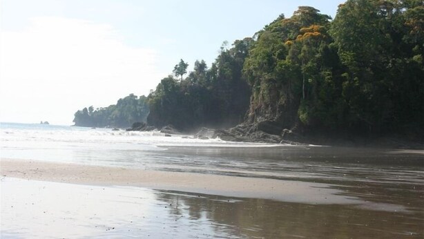 Ein Strand mit einer felsigen Klippe und dichter Vegetation.