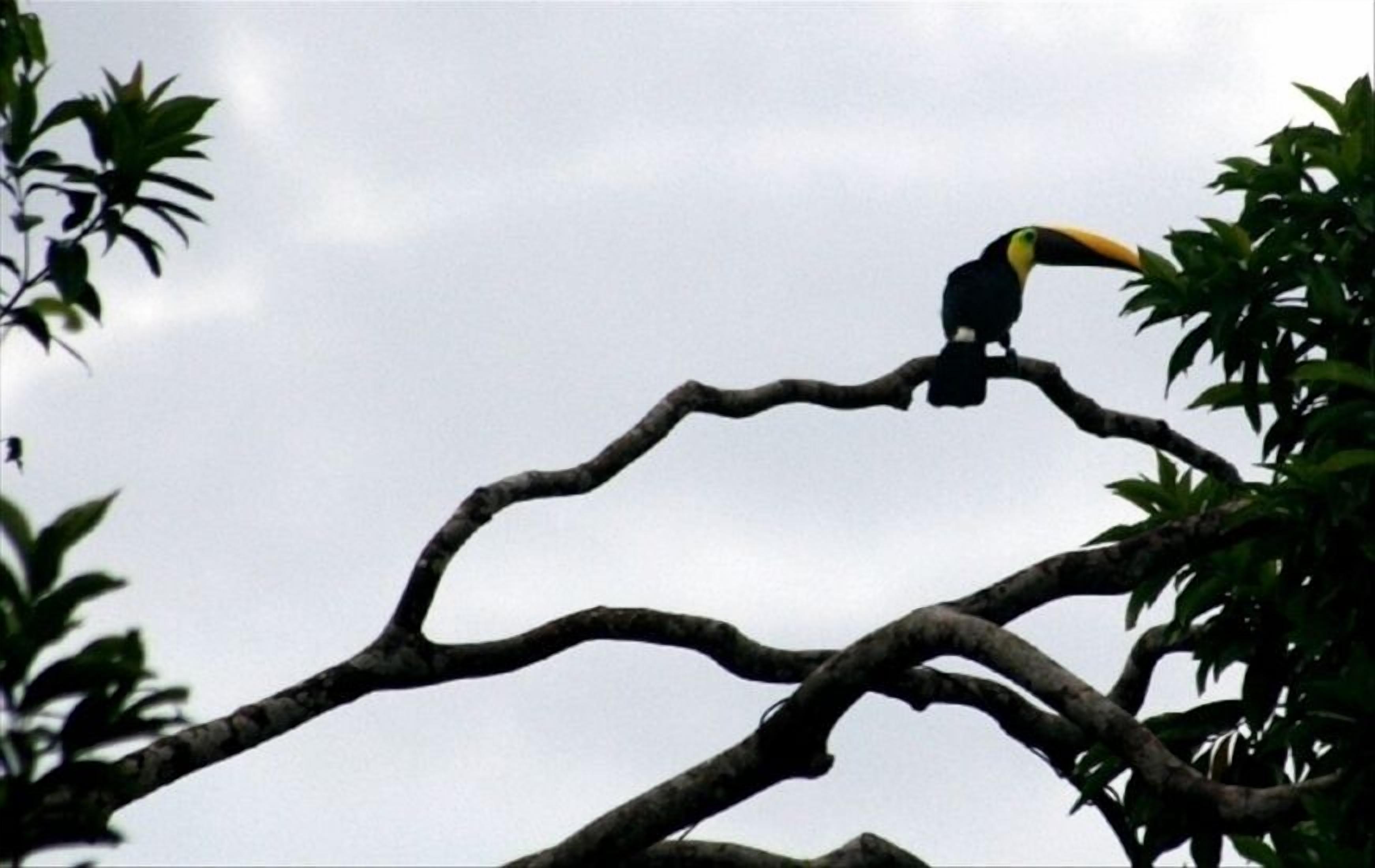 Un tucán posado en una rama de árbol.