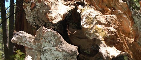 A large, weathered tree trunk with rough bark and a hollow section.