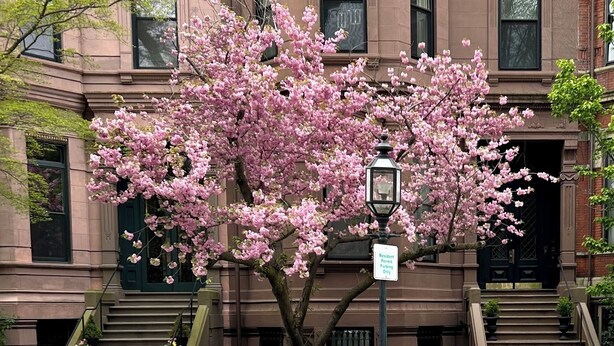 A multi-story building with a pink flowering tree in front. - Elegant Back Bay Brownstone-Comm Av 1+ Bed - 1 Week Min, beyond 2 wks considered (Boston)