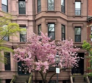 A multi-story building with a pink flowering tree in front. - Elegant Back Bay Brownstone-Comm Av 1+ Bed - 1 Week Min, beyond 2 wks considered (Boston)