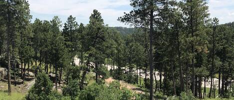 Zona boscosa con un sendero de tierra y árboles dispersos.