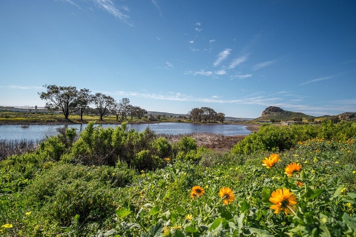 Paesaggio naturale con un lago, alberi e fiori selvatici.